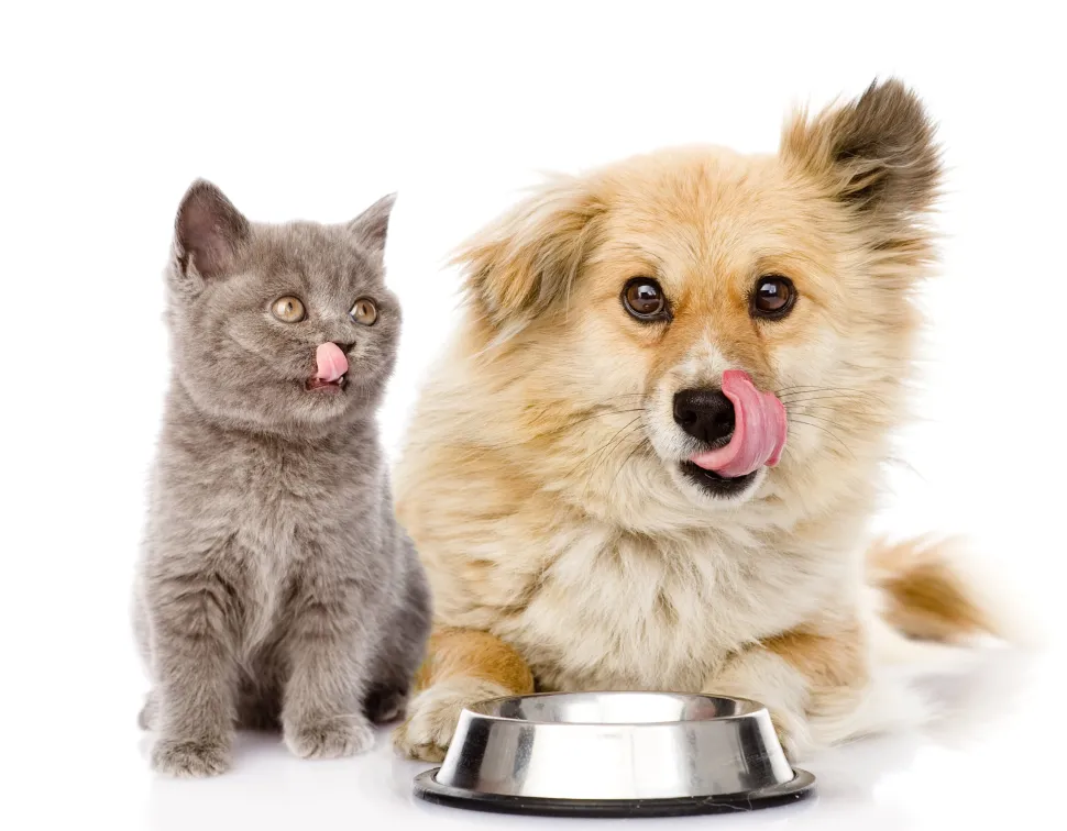 Pet Pantry: Animal Treats Buy a Bag of Food for Hungry Pets