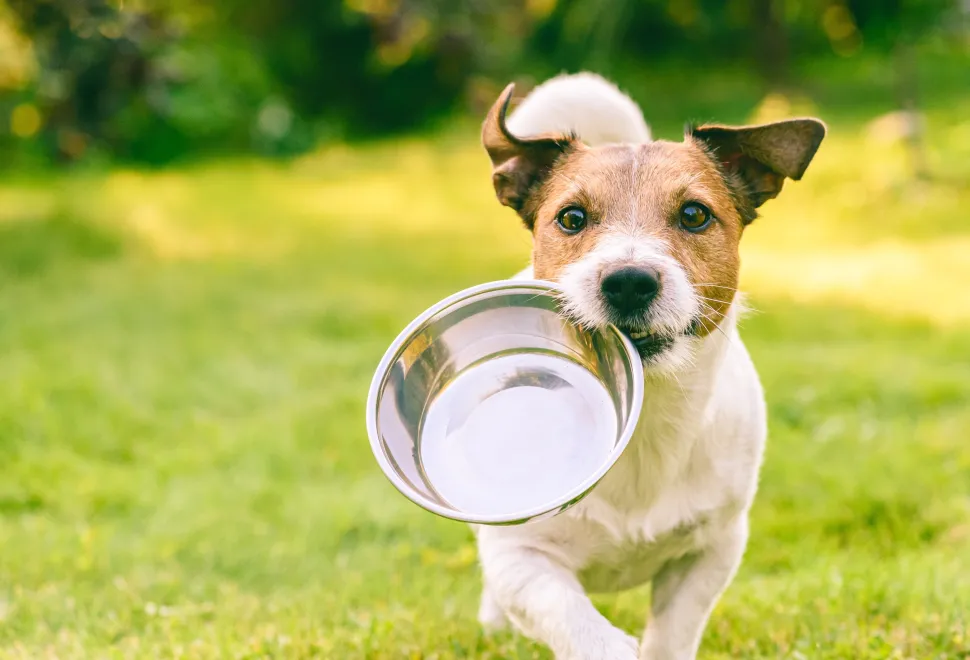 Pet Pantry: Animal Treats Buy a Bag of Food for Hungry Pets