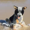 Australian Cattle Dog Lifelike Size 40cm/15.7"