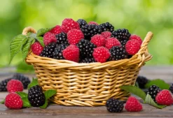 Authentic Handmade French Hard Candy -Fruits-Vegan