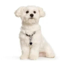 Black Obsidian Healing Pet Charm-Clarity Handmade