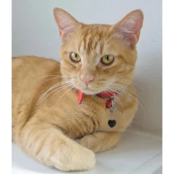 Black Obsidian Healing Pet Charm-Clarity Handmade