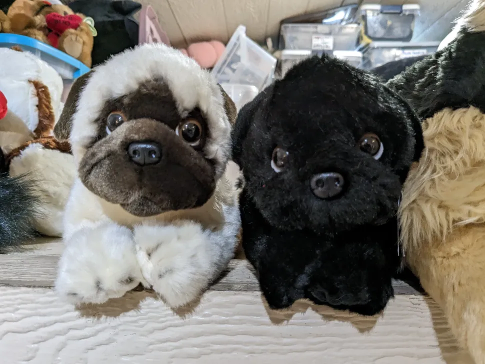 Black or Fawn Floppy Pug Puppies Eco-friendly