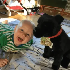 Black Staffordshire Bull Terrier Large Size 33cm/13"