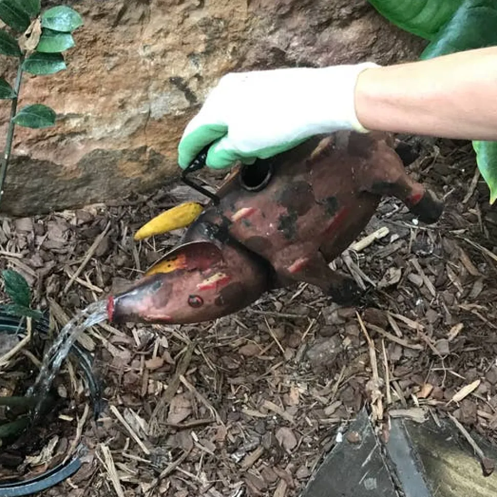Bubbles The Pig Metal Art Watering Can