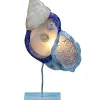 Capiz Corfu Shell Lamp