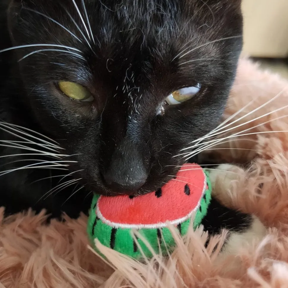Catnip Plush Toys for Cats So much fun in such a little package! *