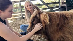 Cow Cuddle EXPERIENCES Gift Certificate-Great Gift Idea!