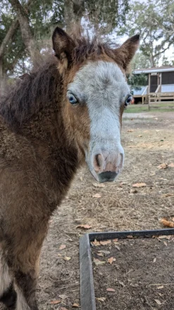 Cow Cuddle EXPERIENCES Gift Certificate-Great Gift Idea!