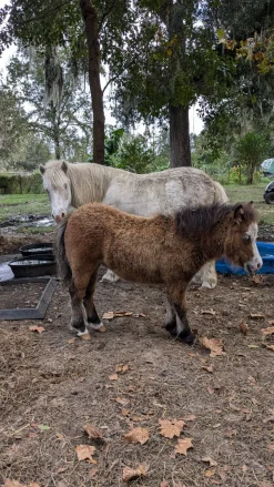 Cow Cuddle EXPERIENCES Gift Certificate-Great Gift Idea!