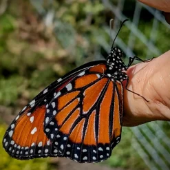 Cow Cuddle EXPERIENCES Gift Certificate-Great Gift Idea!