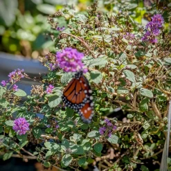 Cow Cuddle EXPERIENCES Gift Certificate-Great Gift Idea!