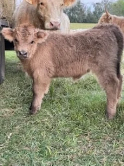 Cow Cuddle EXPERIENCES Gift Certificate-Great Gift Idea!