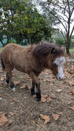 Cow Cuddle EXPERIENCES Gift Certificate-Great Gift Idea!