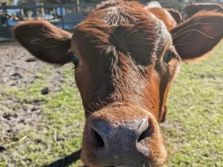 Cow Cuddle EXPERIENCES Gift Certificate-Great Gift Idea!