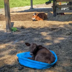 Cow Cuddle EXPERIENCES Gift Certificate-Great Gift Idea!