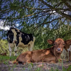 Cow Cuddle EXPERIENCES Gift Certificate-Great Gift Idea!