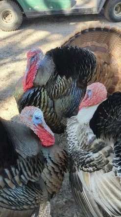 Cow Cuddle EXPERIENCES Gift Certificate-Great Gift Idea!