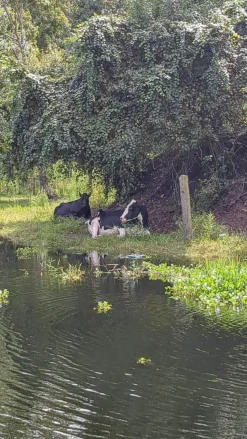 Cow Cuddle EXPERIENCES Gift Certificate-Great Gift Idea!