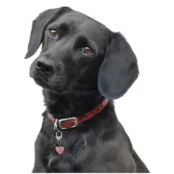 Crystal Rose Quartz Healing Pet Pendant Harmony