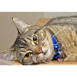 Crystal Rose Quartz Healing Pet Pendant Harmony