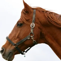 Crystal Rose Quartz Healing Pet Pendant Harmony