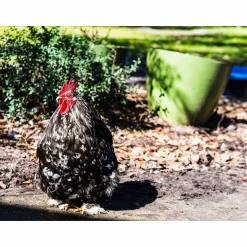 Give the GIFT of Compassion with a Rooterville Gift Card!