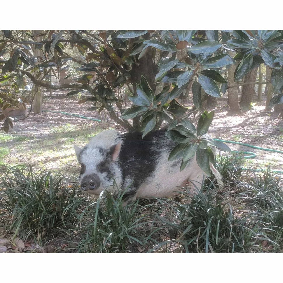 Give the GIFT of Compassion with a Rooterville Gift Card!