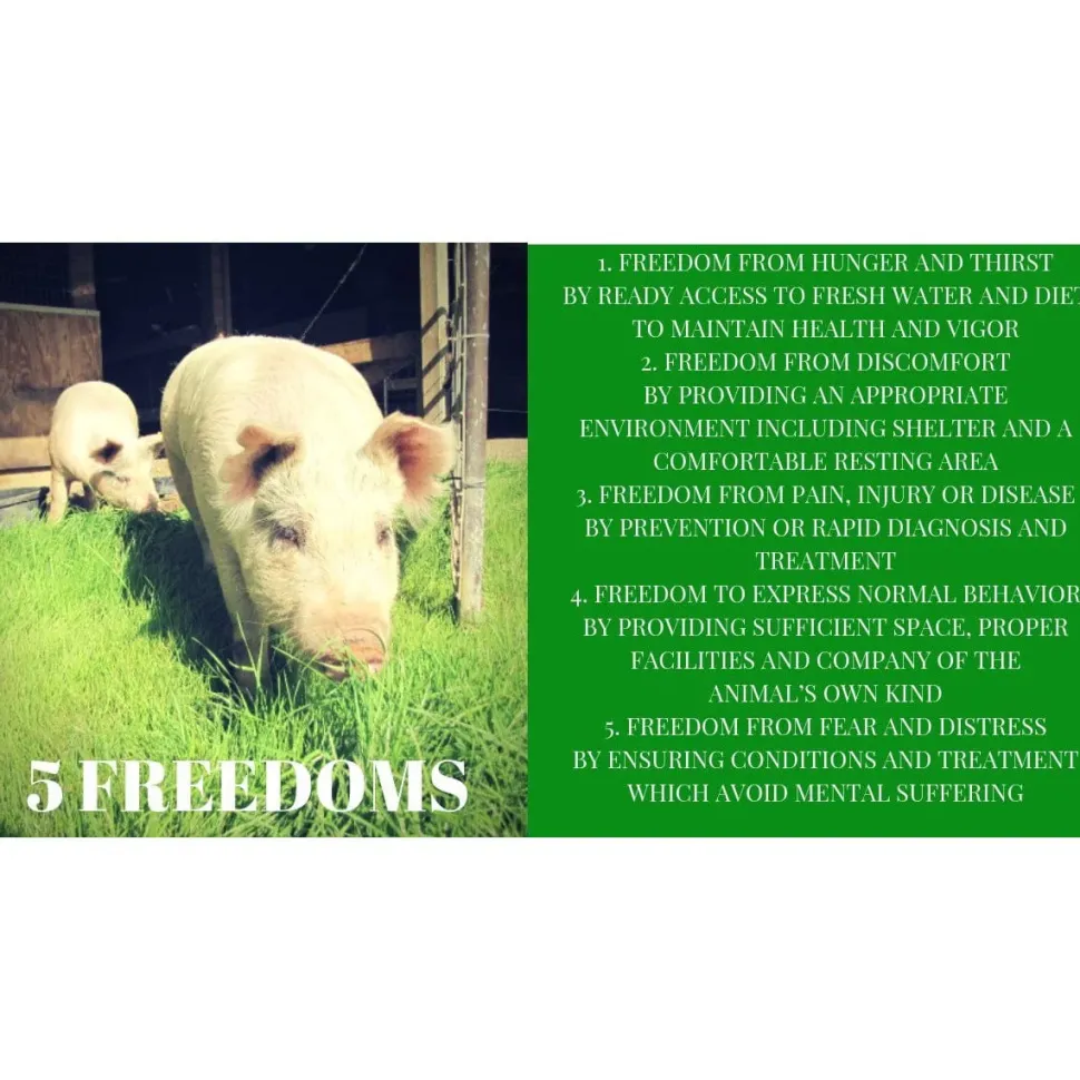 Give the GIFT of Compassion with a Rooterville Gift Card!