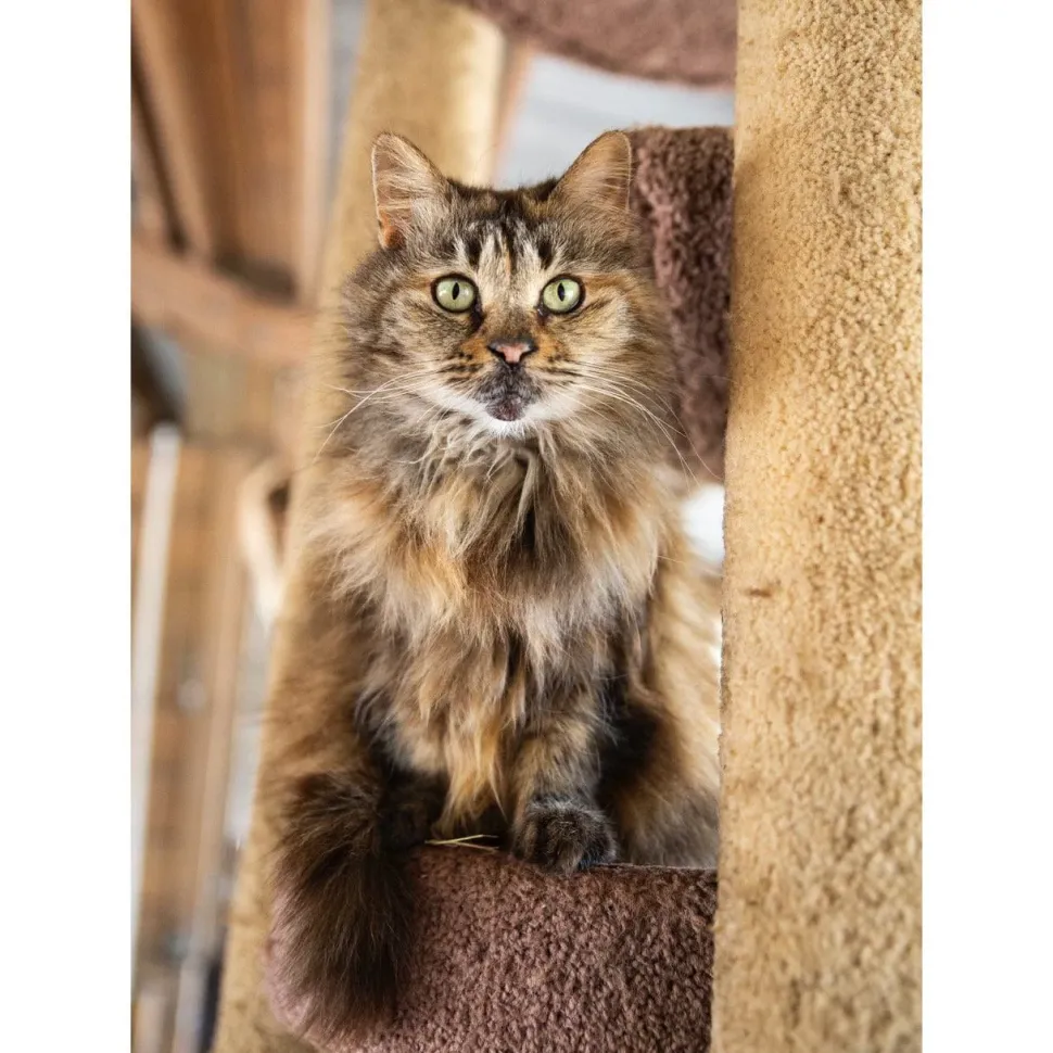 Give the GIFT of Compassion with a Rooterville Gift Card!