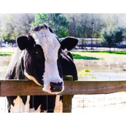 Give the GIFT of Compassion with a Rooterville Gift Card!