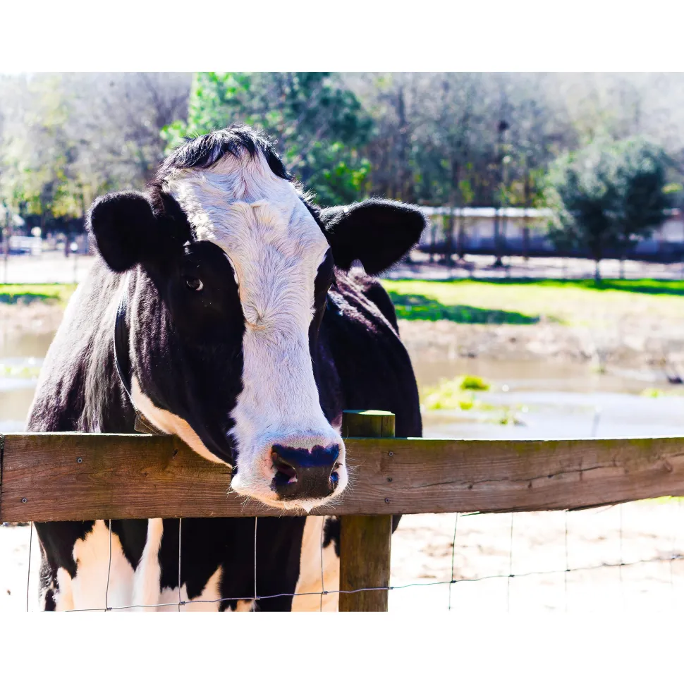 Give the GIFT of Compassion with a Rooterville Gift Card!