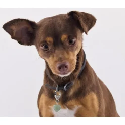 Healing Crystal Green Aventurine Pet Pendant Made in the USA