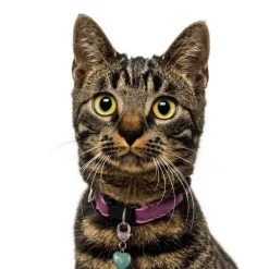 Healing Crystal Green Aventurine Pet Pendant Made in the USA