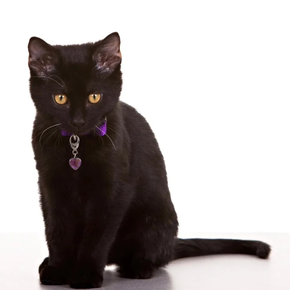 Healing Crystal Pet Charm Amethyst Pet Pendant- Protection