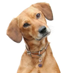 Healing Crystal Pet Charm Amethyst Pet Pendant- Protection