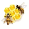 Honey Bee and Bee Happy Stickers for Car or Anywhere!