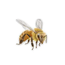 Honey Bee and Bee Happy Stickers for Car or Anywhere!