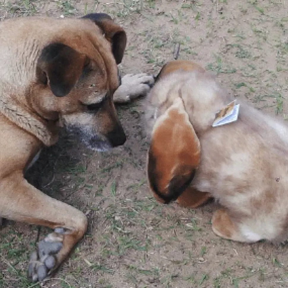 Lop-eared Rabbit Life Size Realistic
