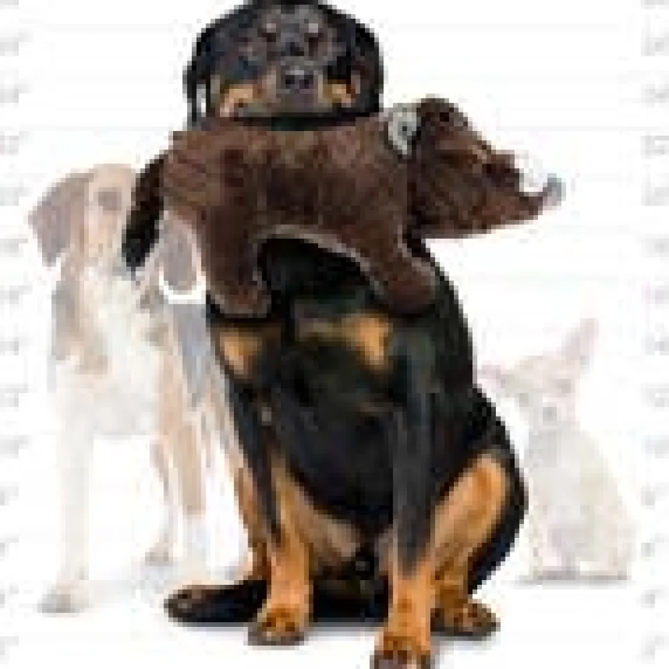 Mighty Safari Plush Pig Durable Dog Toys *