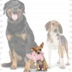 Mighty Safari Plush Pig Durable Dog Toys *