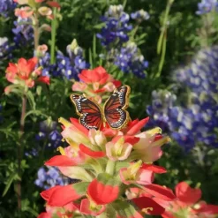 Monarch Baltic Amber Sterling SIlver Ring Handmade