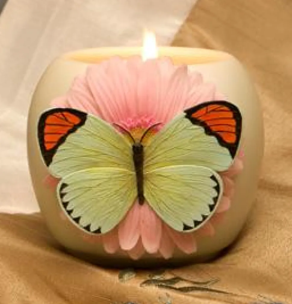 Orange Tip Butterfly on Pink Daisy Ibis and Orchid Votive Candle