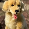 Plush Golden Retriever by Auswella