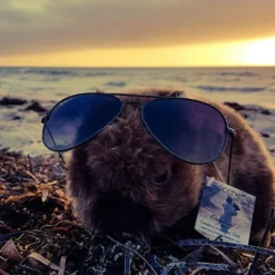 Plush Lifelike Australian Wombat Size 31cm/12"