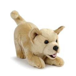 Plush Mixed Breeds: Maltipoo, Terrier Mix, & Labradoodles