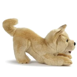 Plush Mixed Breeds: Maltipoo, Terrier Mix, & Labradoodles