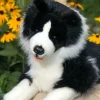 Plush Realistic Border Collie by Auswella