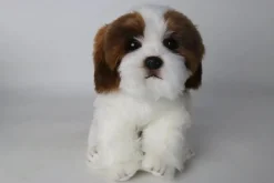 Plush Shih Tzu Puppy Brown and White