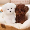 Poodle Mix Puppies Brown or White Curly Que Hair